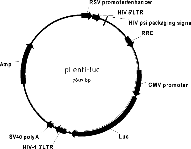 HIV stain drug-resistant phenotype analytical cell model and special pseudotype lentivirus therefor