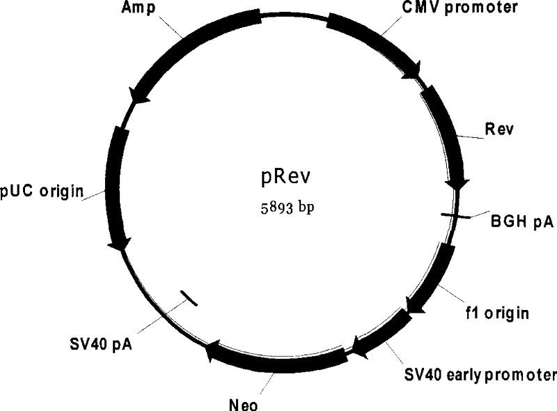 HIV stain drug-resistant phenotype analytical cell model and special pseudotype lentivirus therefor