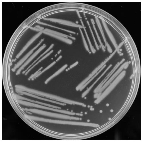 A Nitroreductor Pseudomonas and its Application in Degrading Quorum Sensing Signaling Molecule DSF