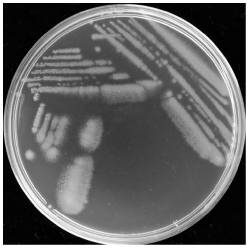 A Nitroreductor Pseudomonas and its Application in Degrading Quorum Sensing Signaling Molecule DSF