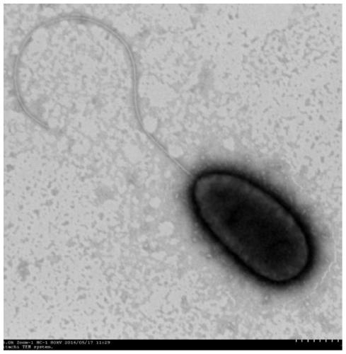 A Nitroreductor Pseudomonas and its Application in Degrading Quorum Sensing Signaling Molecule DSF