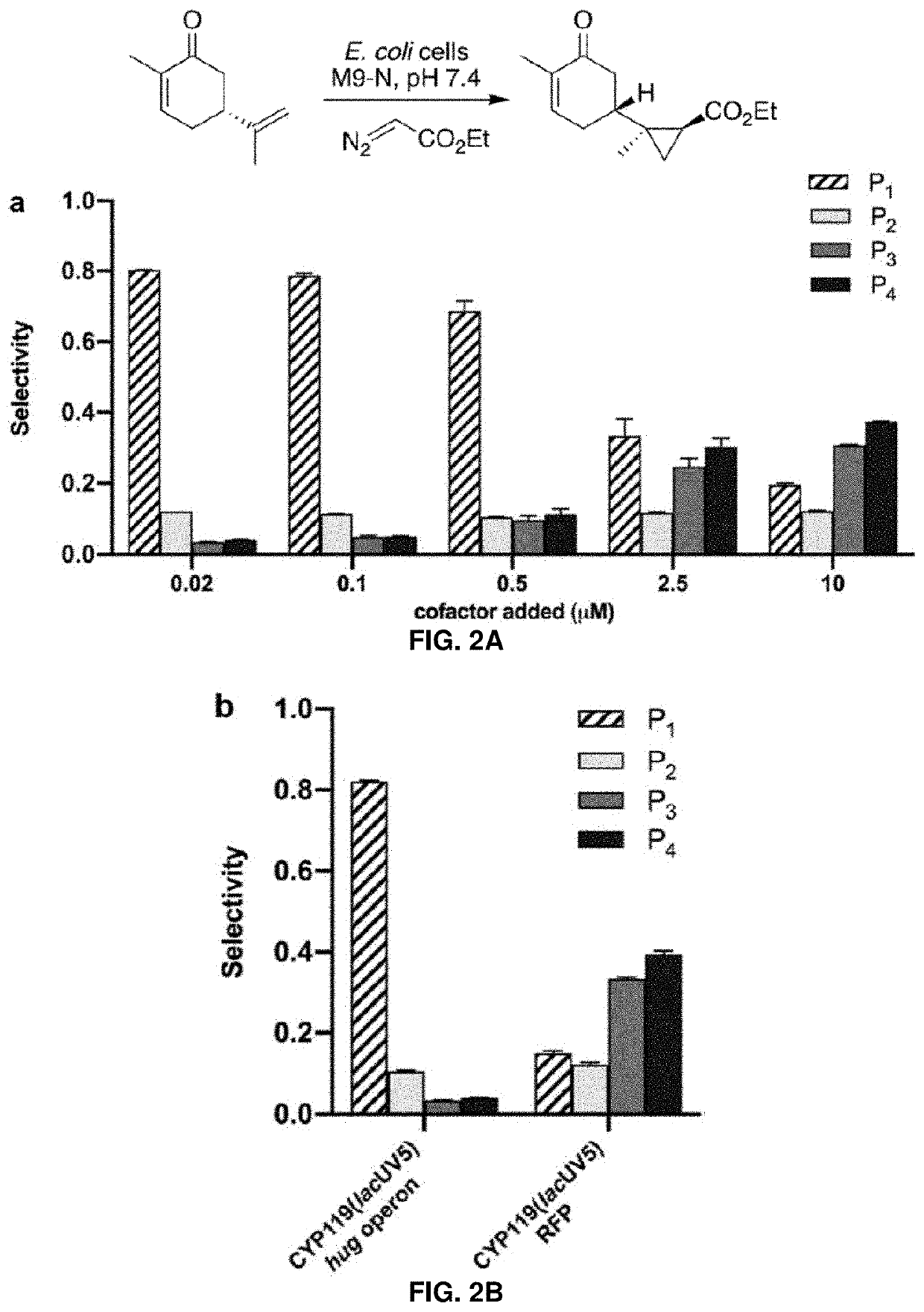 Host cells and methods useful for producing unnatural terpenoids using a novel artificial metalloenzyme