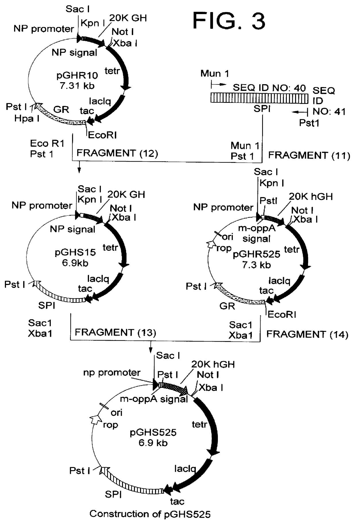 Method for secretory production of human growth hormone