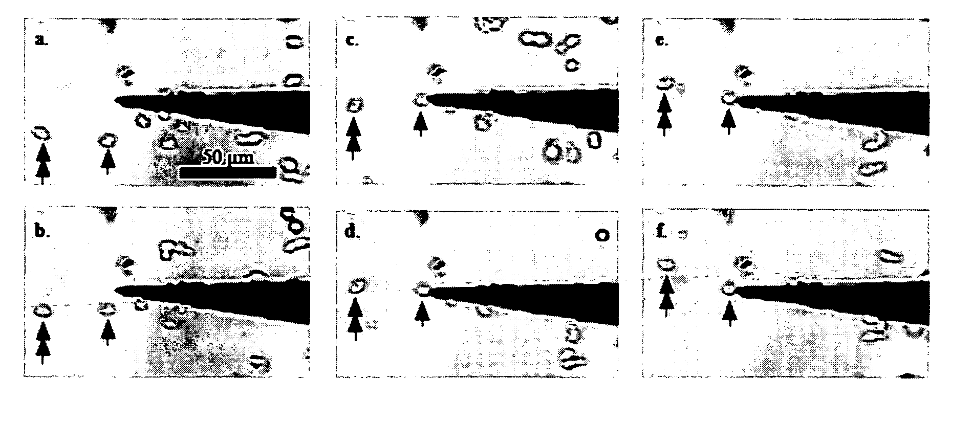 Microfluidic systems for biological and molecular analysis and methods thereof