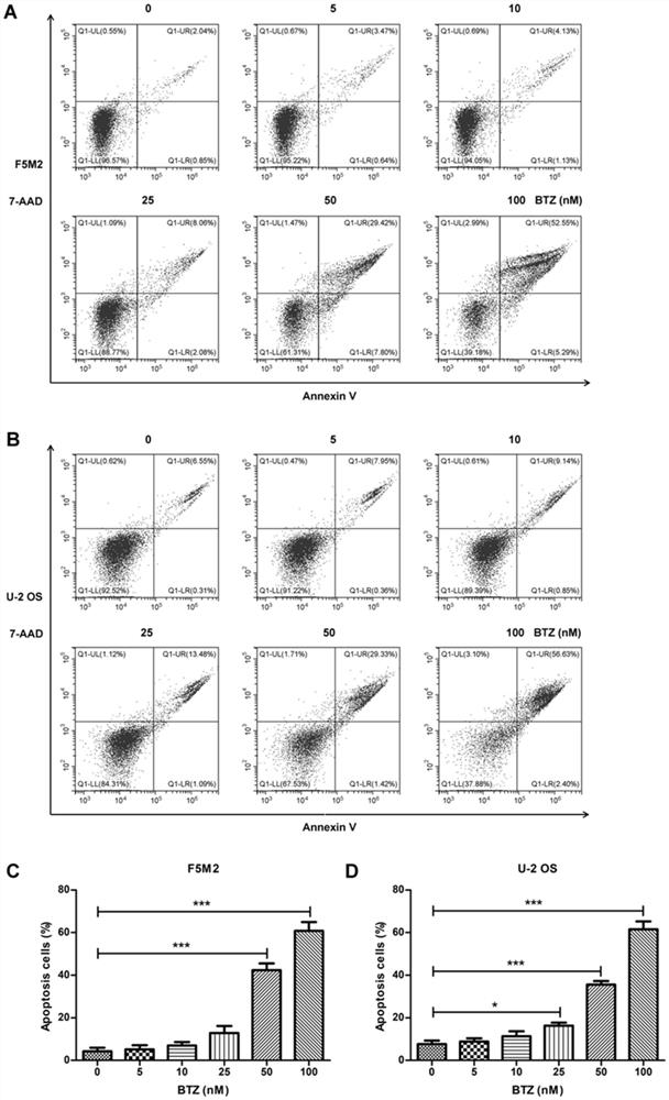 Application of bortezomib in preparation of medicine for treating osteosarcoma