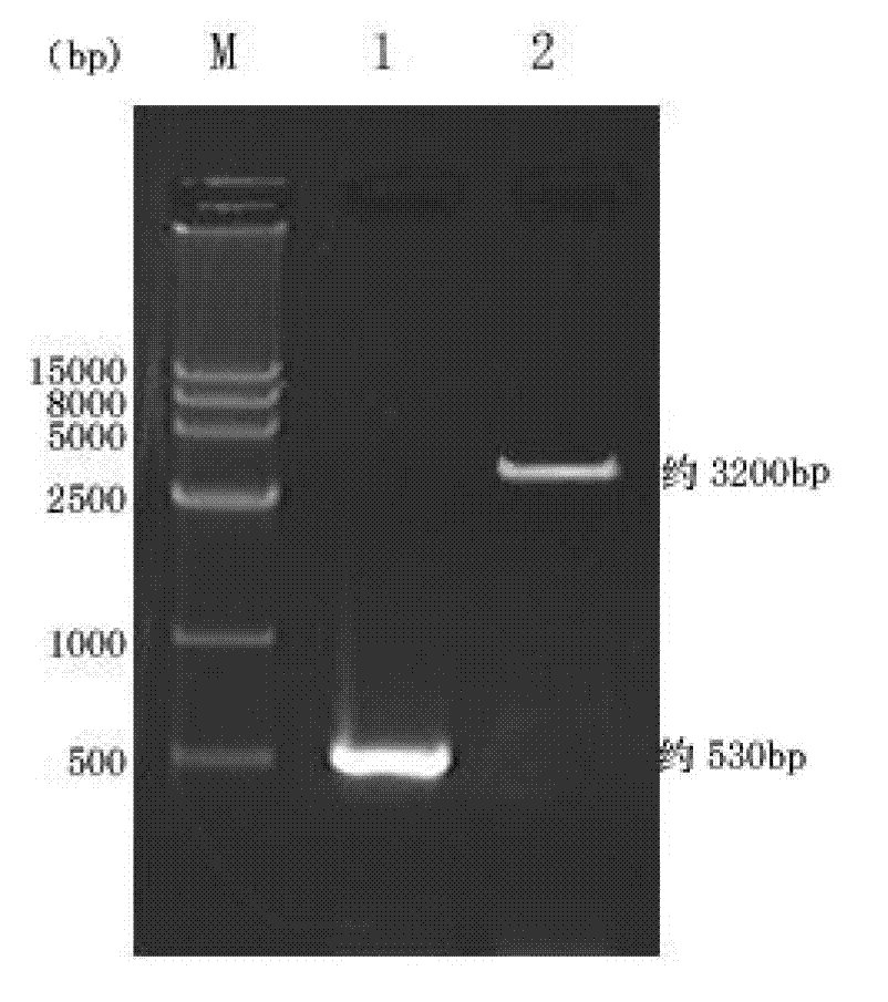 Recombinant porcine epidemic diarrhea virus (PEDV) lactococcus lactis and its construction method and use