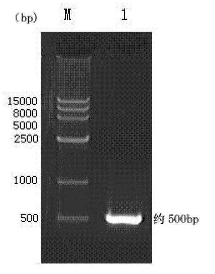 Recombinant porcine epidemic diarrhea virus (PEDV) lactococcus lactis and its construction method and use