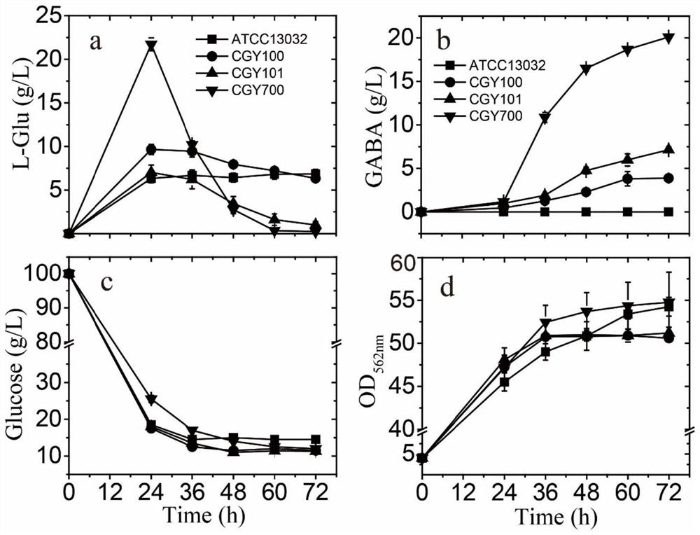 Construction of corynebacterium glutamicum independent of antibiotics and capable of efficiently producing gamma-aminobutyric acid