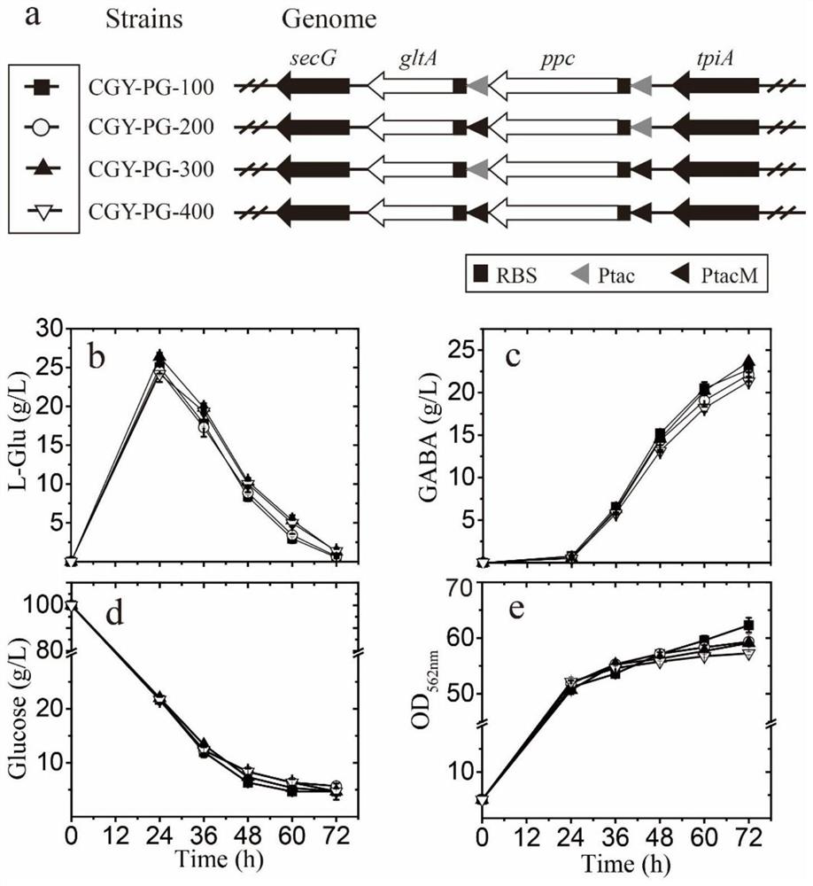 Construction of corynebacterium glutamicum independent of antibiotics and capable of efficiently producing gamma-aminobutyric acid