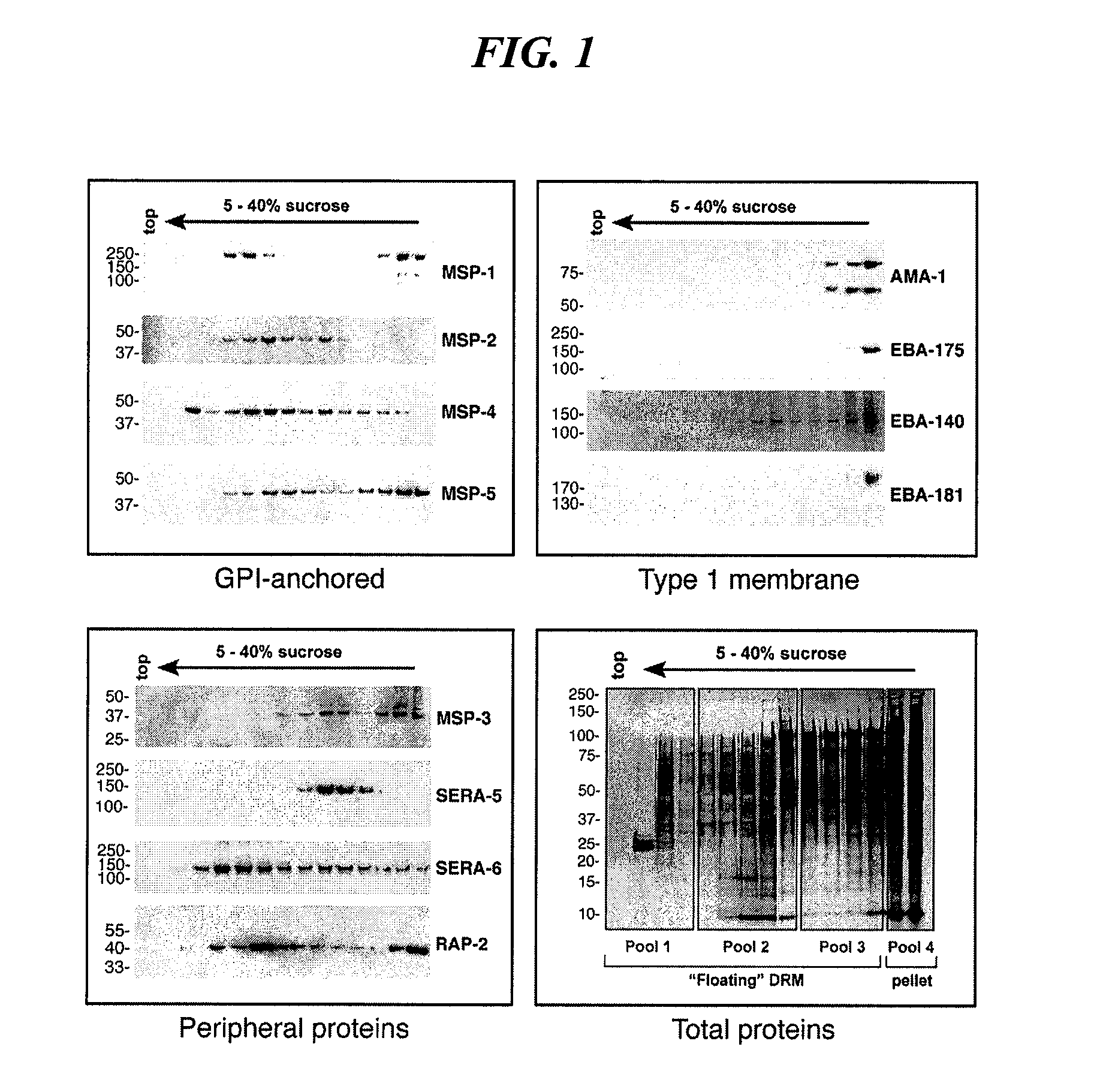 Immunogenic compositions and methods of use thereof