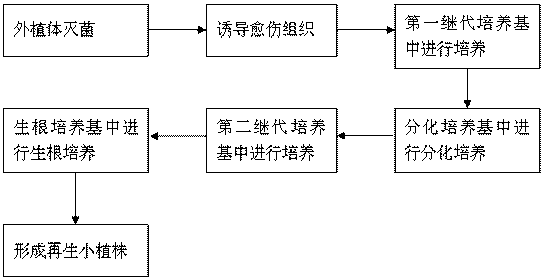 Method for Tissue Culture Regeneration of Mature Bromegrass Seeds