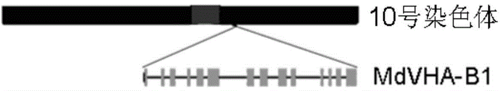 Apple V-ATPase subunit gene MdVHA-B1S396A and stress-resistance application thereof