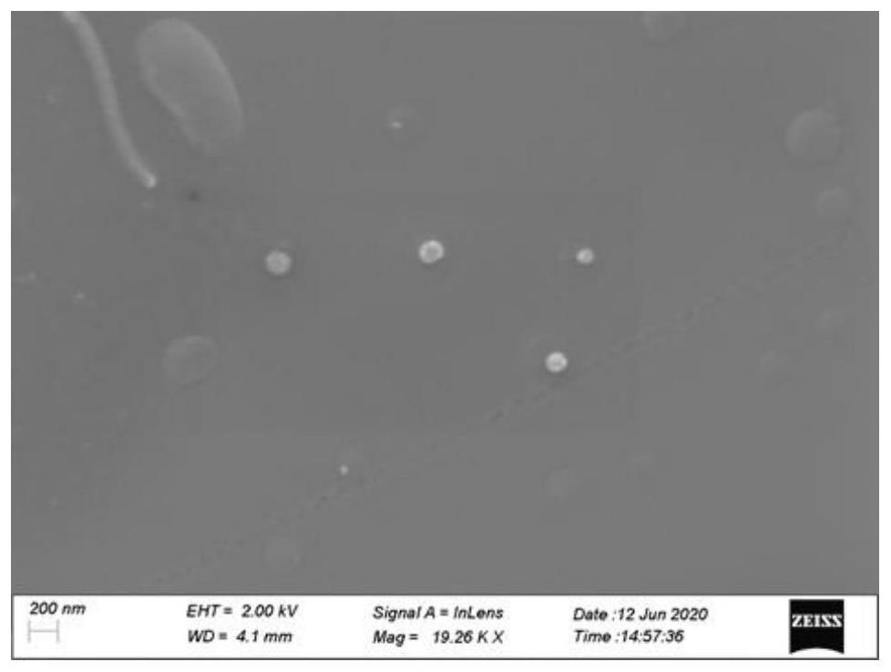 Lysine grafted polyethyleneimine cation gene vector as well as preparation method and application thereof