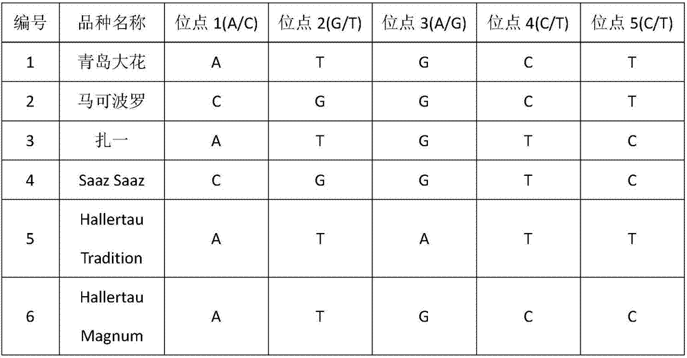 Set of SNP sites suitable for identifying variety and purity of hops and applications of set of SNP sites