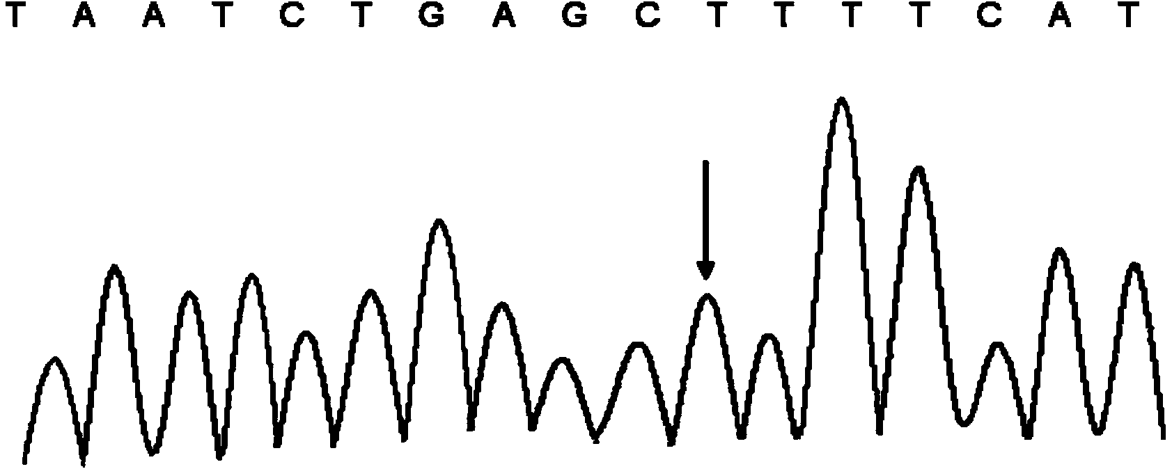 Kit and method for detecting polymorphism of CYP3A4 gene