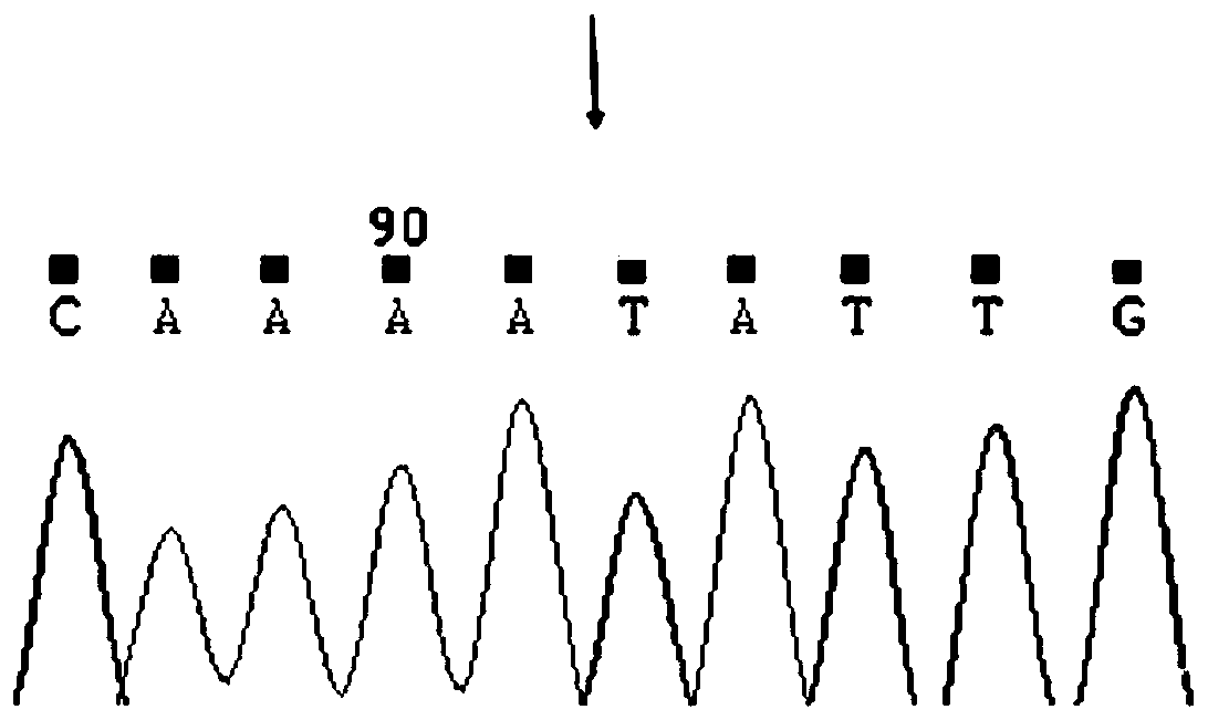 A method, kit and application for rapidly screening fast-growing individuals of barb barb