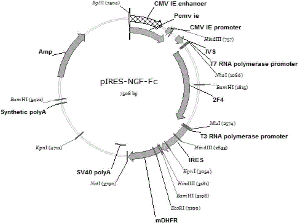 NGF-Fc fusion protein and preparation method thereof