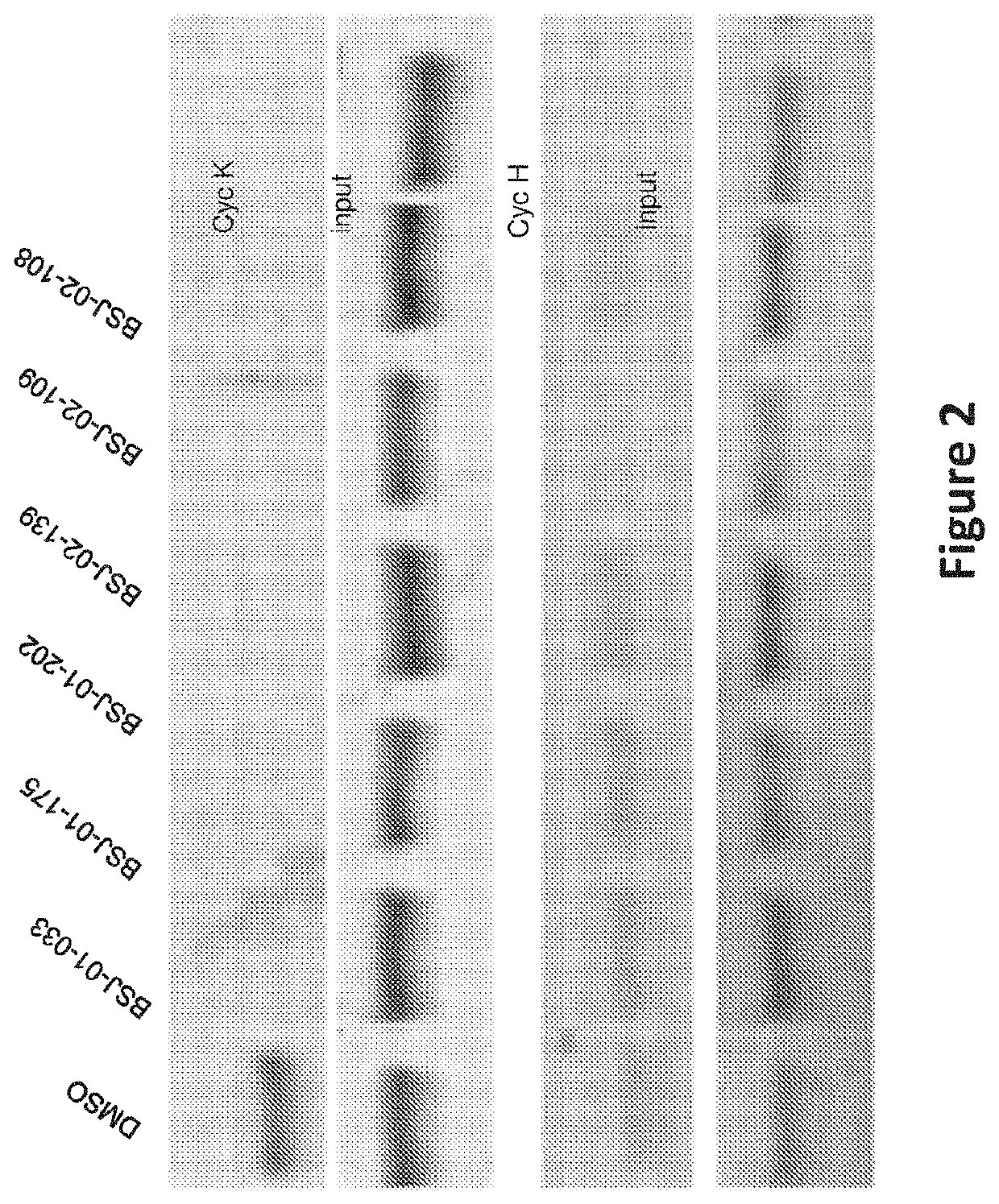 Inhibitors of cyclin-dependent kinase 12 (CDK12) and uses thereof