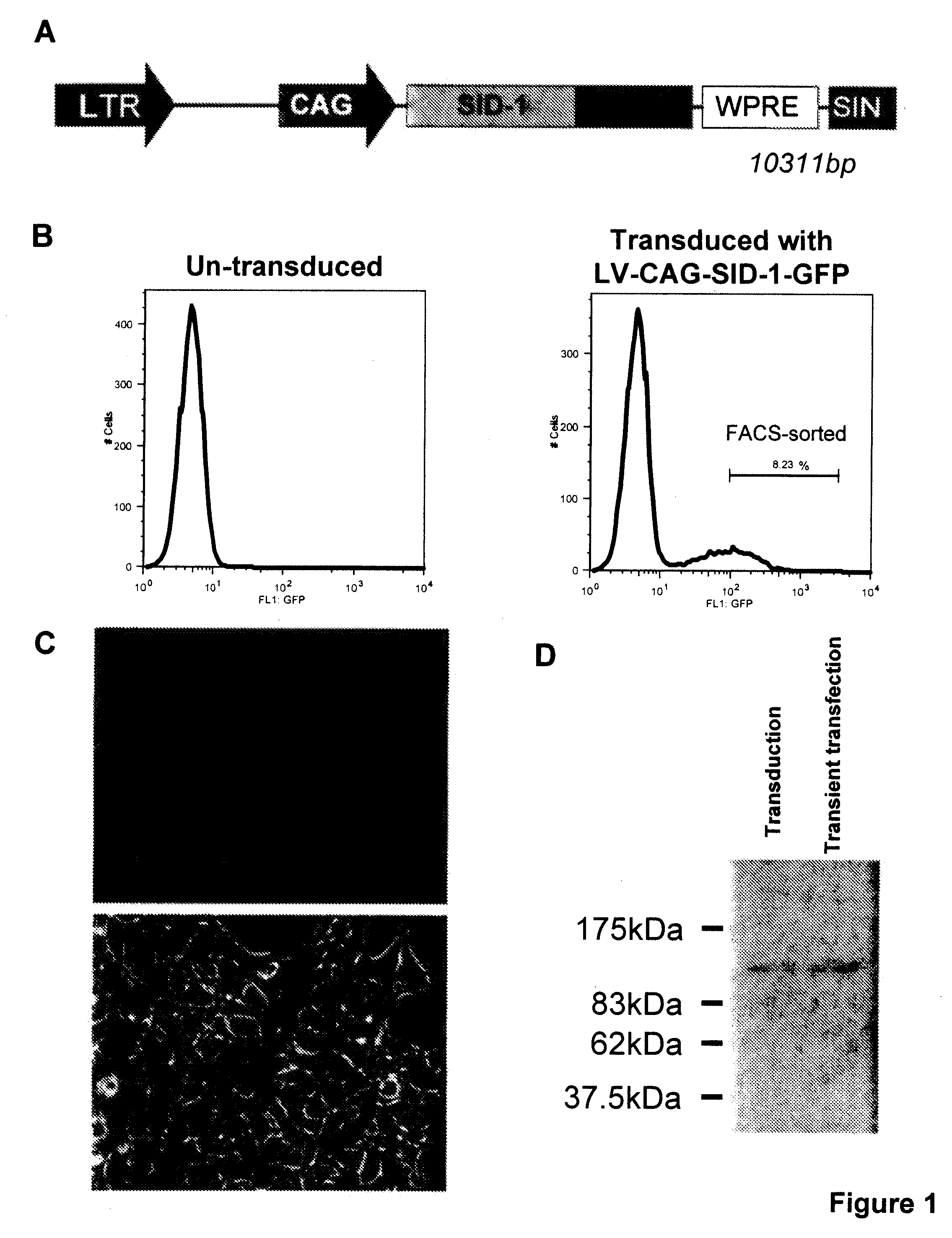 Recombinant eukaryotic cells stably expressing (sid-1) proteins for high throughput gene screening