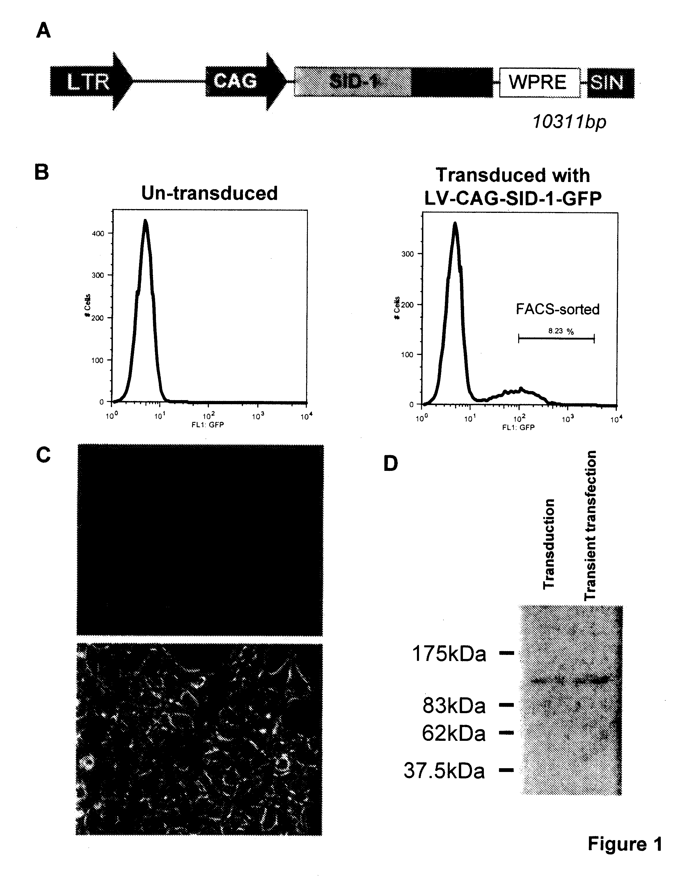 Recombinant eukaryotic cells stably expressing (sid-1) proteins for high throughput gene screening