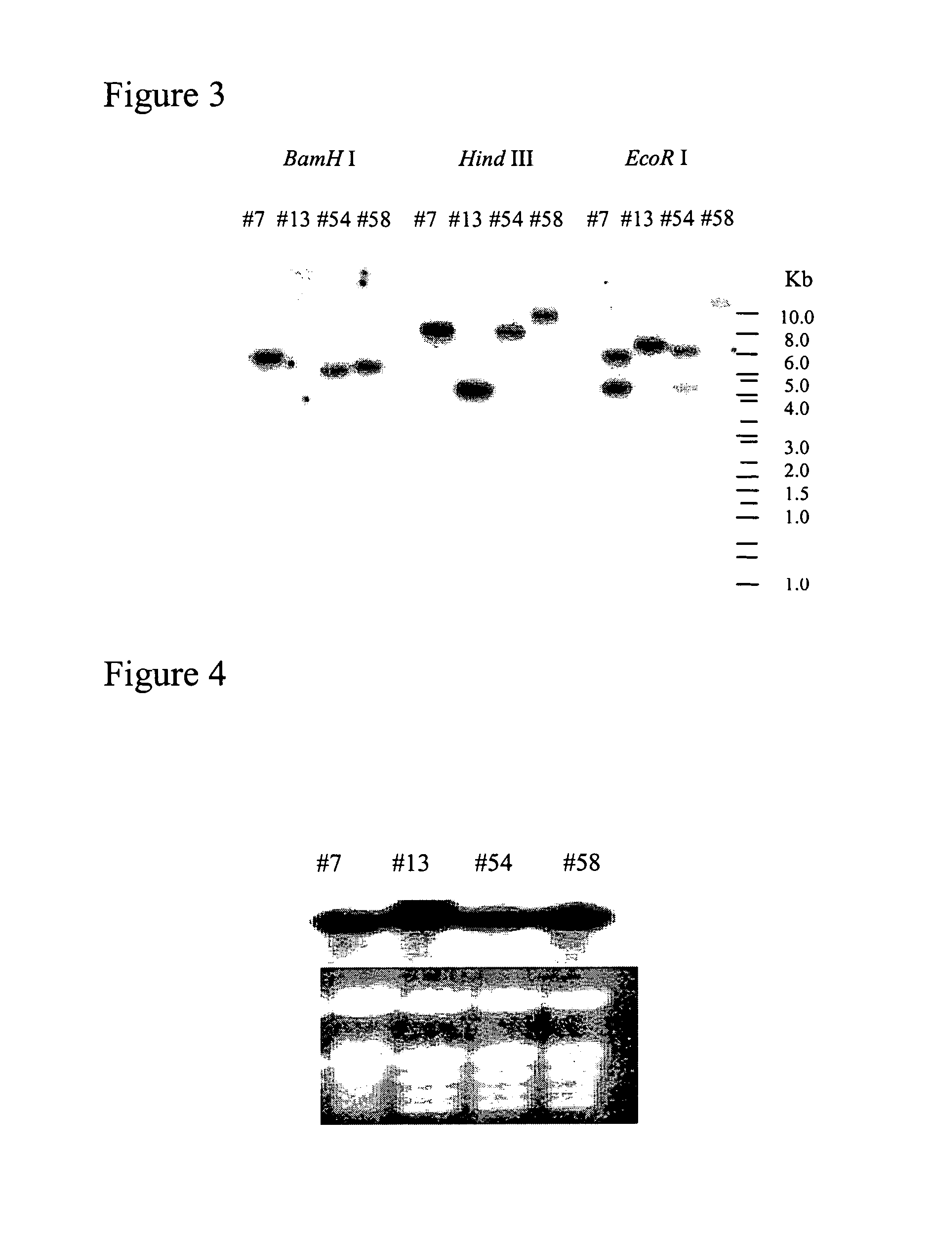 Transgenic manipulation of sn-glycerol-3-phosphate and glycerol production with a feedback defective glycerol-3-phosphate dehydrogenese gene