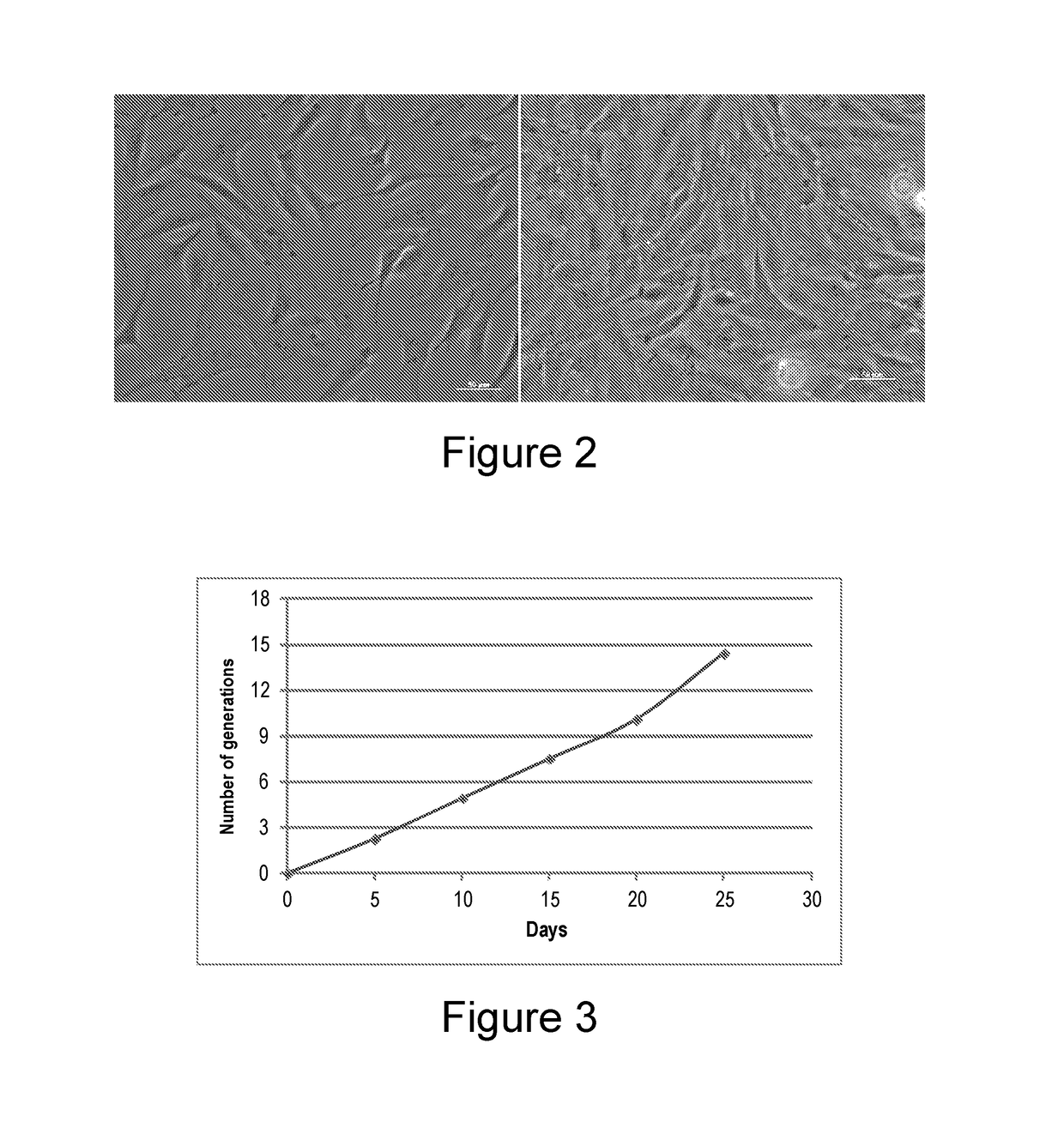 Method for selecting a permissive cell line for replicating avian viruses