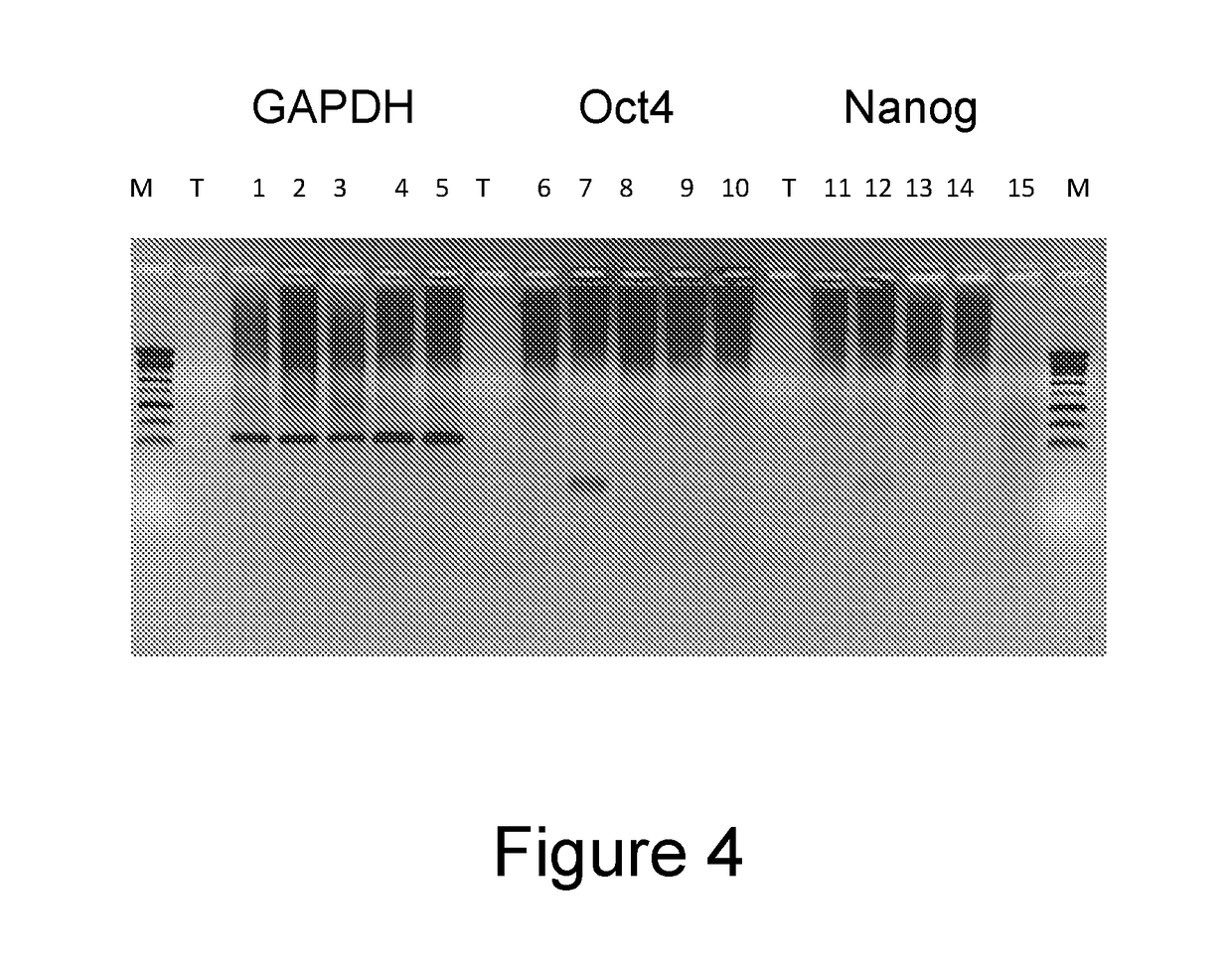 Method for selecting a permissive cell line for replicating avian viruses