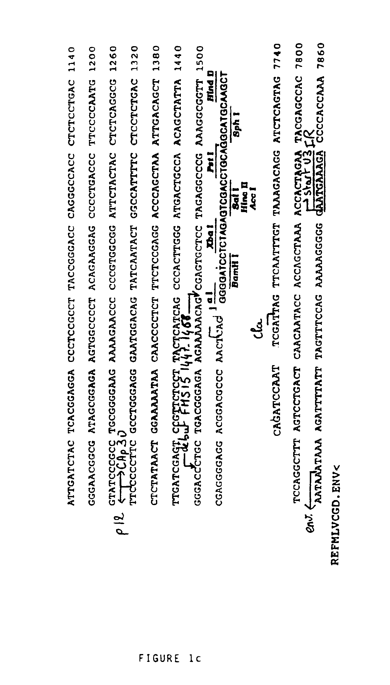 Retroviral vector for the transfer and expression of genes for therapeutic purposes in eukaryotic cells