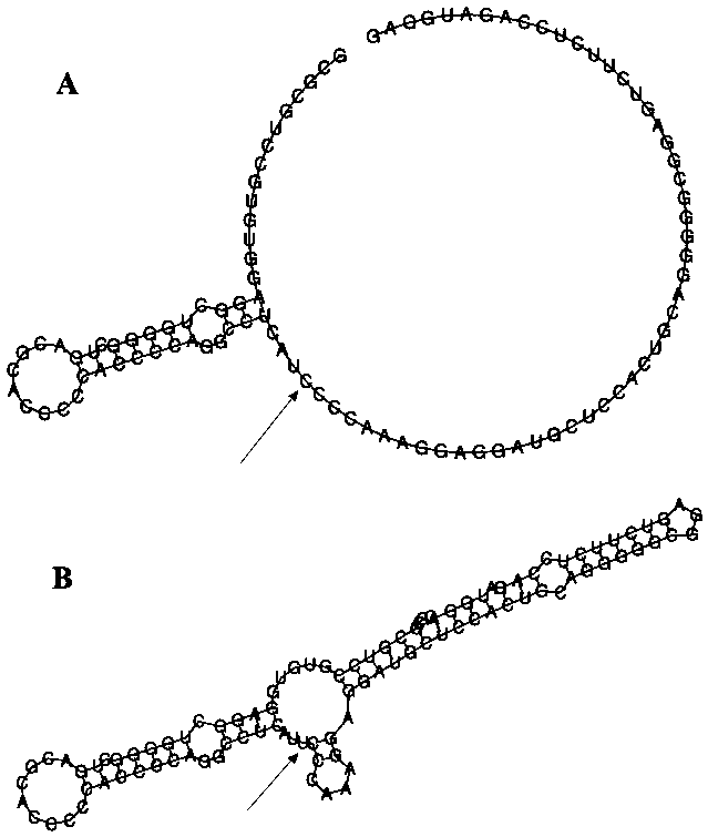 Application of rela gene rs7101916snp in the preparation and detection of hepatitis C susceptibility products