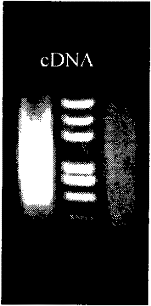 Antimicrobial peptide gene from pinctada fucata and application