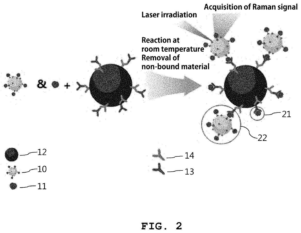 Reagent kit for detecting sex hormone and method for detecting sex hormone using same