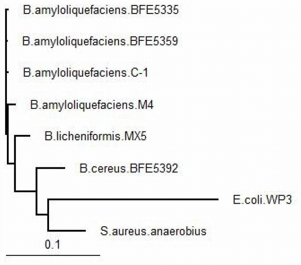 Extraction and application of exopolysaccharide metabolite of bacillus amyloliquefaciens strain