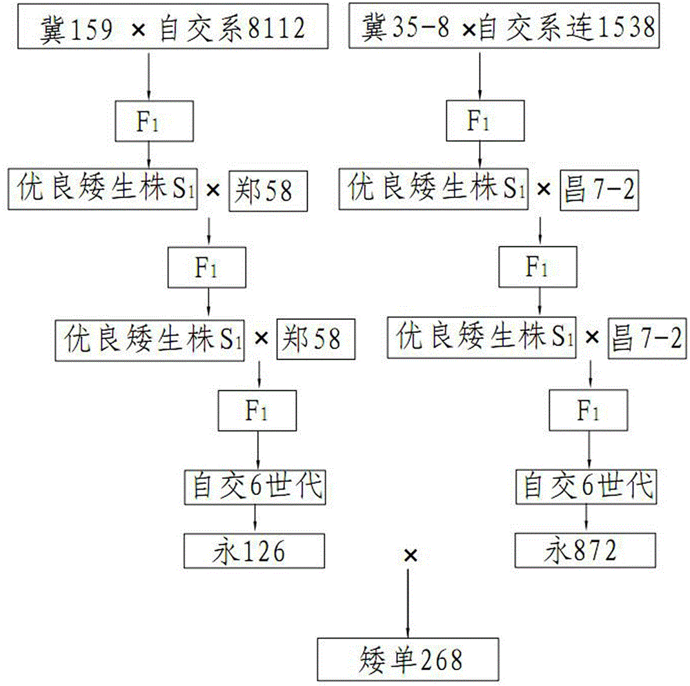 A Breeding Method of br-2 Dwarf Genotype Maize Aidan 268