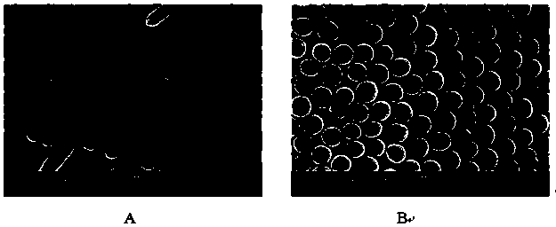 Beta-1,3-D-glucan modified biomimetic hollow silicon dioxide composite particles and application thereof