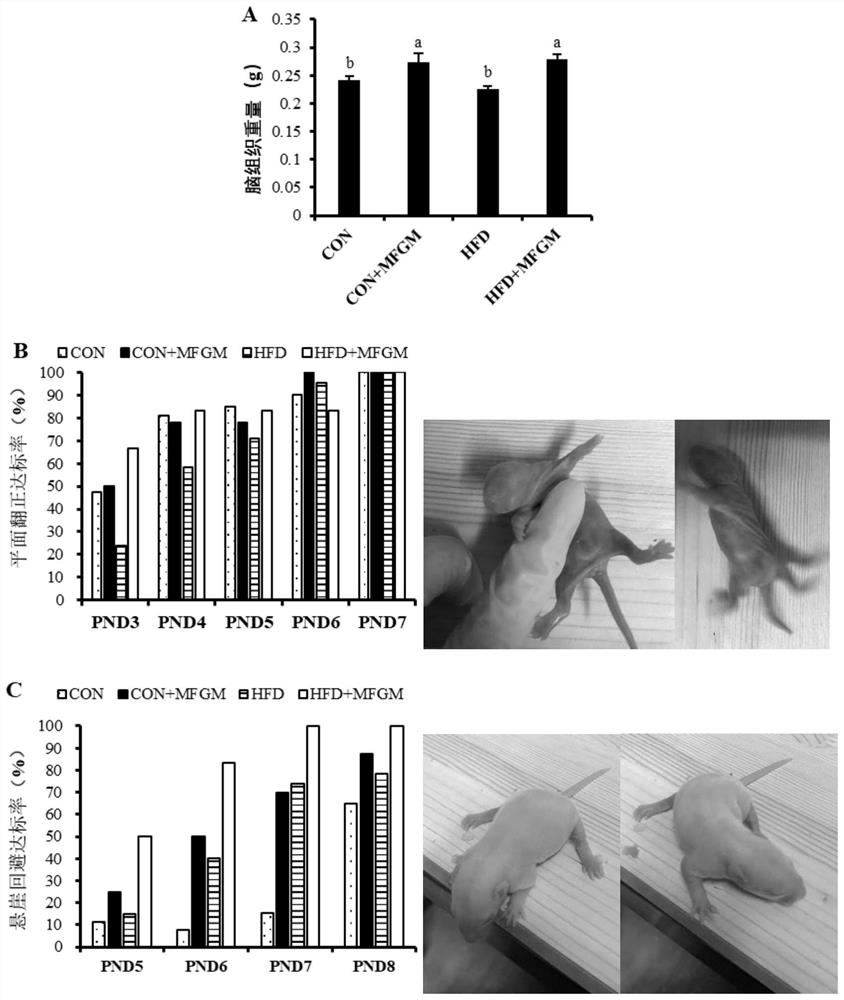 Milk fat globule membrane rich in phospholipid, preparation method of milk fat globule membrane and application of milk fat globule membrane in promoting brain development and relieving cognitive function decline