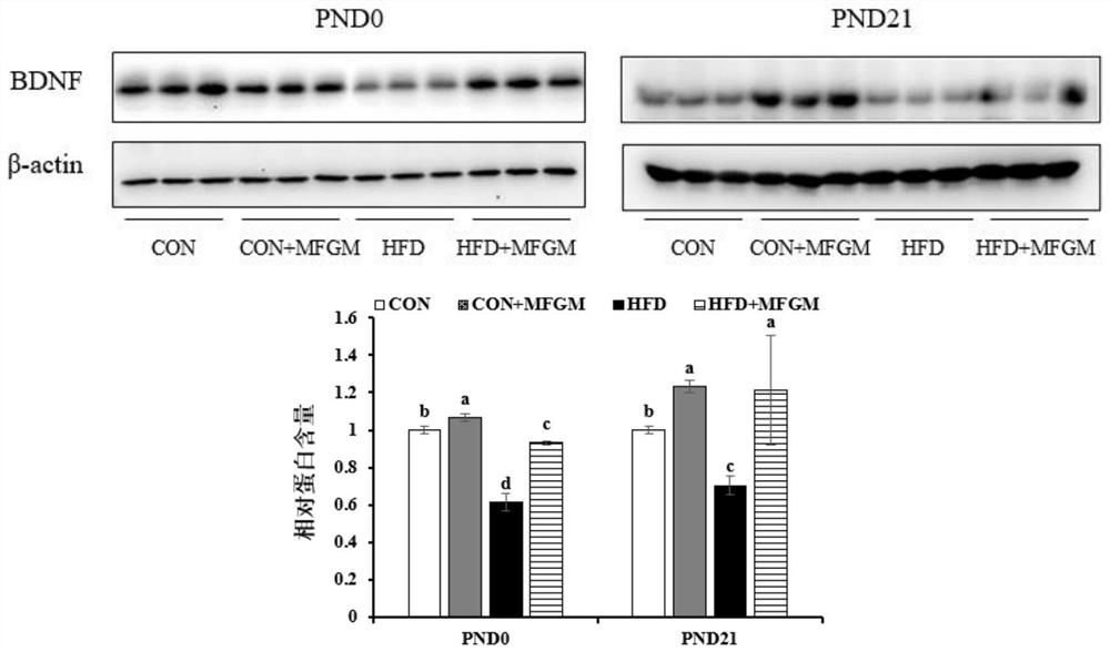 Milk fat globule membrane rich in phospholipid, preparation method of milk fat globule membrane and application of milk fat globule membrane in promoting brain development and relieving cognitive function decline