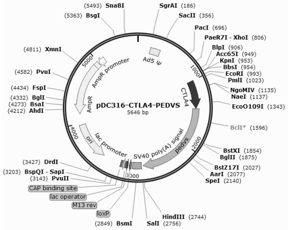 Porcine epidemic diarrhea virus fusion protein as well as coding gene and application thereof