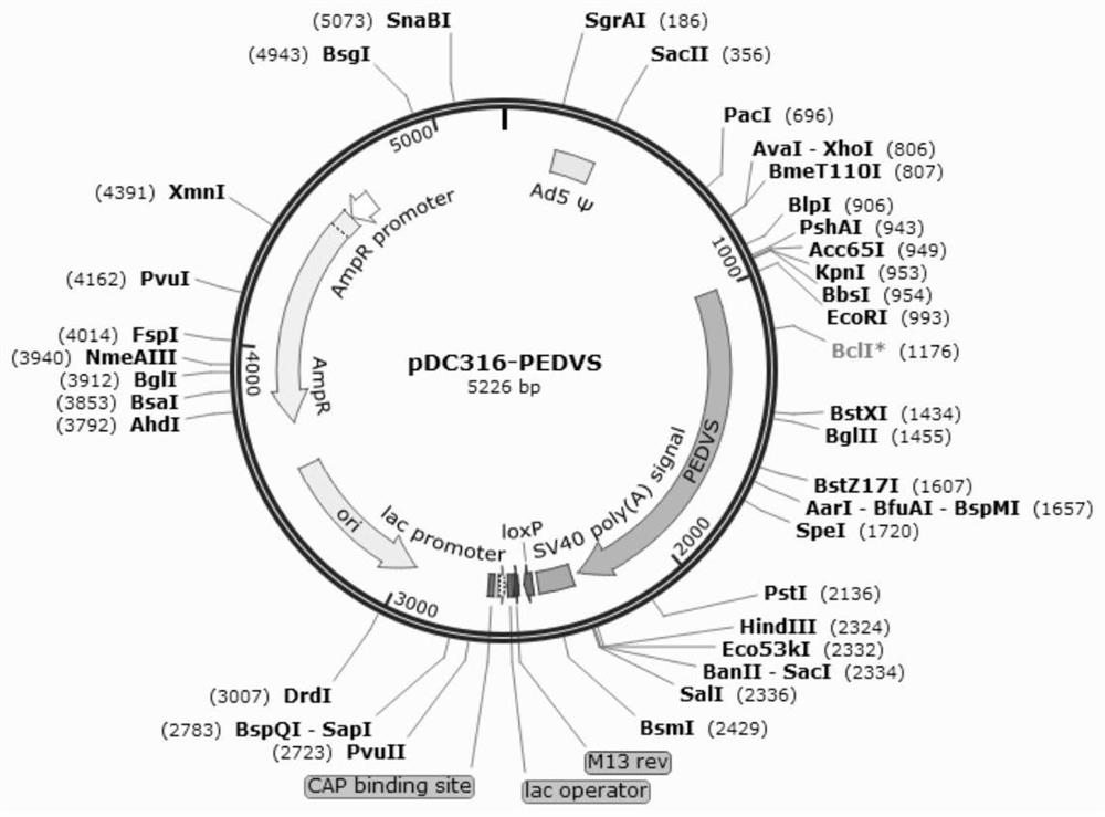 Porcine epidemic diarrhea virus fusion protein as well as coding gene and application thereof