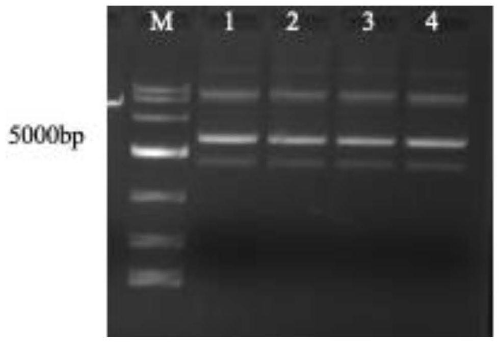 CRISPR/Cas9 system for targeted knockout of GLK gene and application of CRISPR/Cas9 system