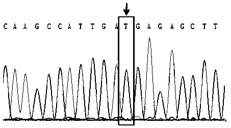 A SNP marker associated with low dissolved oxygen tolerance of Litopenaeus vannamei and its screening and application