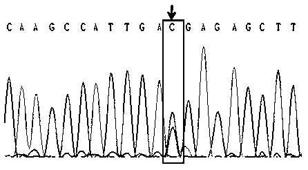 A SNP marker associated with low dissolved oxygen tolerance of Litopenaeus vannamei and its screening and application