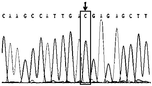 A SNP marker associated with low dissolved oxygen tolerance of Litopenaeus vannamei and its screening and application