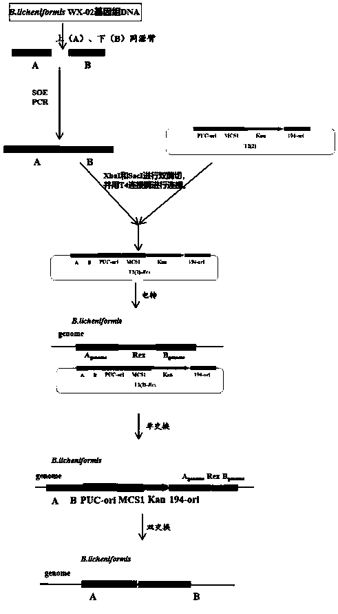 Application of bacillus licheniformis rex gene to increase of yield of poly gamma-glutamic acid