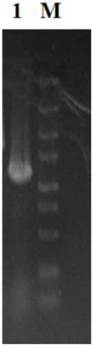 Application of bacillus licheniformis rex gene to increase of yield of poly gamma-glutamic acid