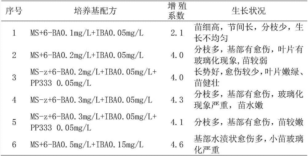 Tissue Culture Rapid Propagation Seedling Method of Vernonia amygdala