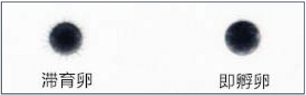 Method for inducing copepoda to produce diapause eggs