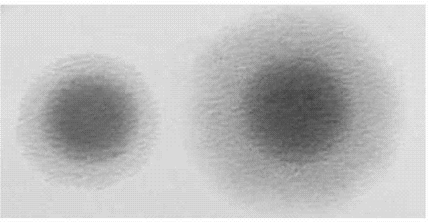 Vaccine composition for preventing and treating porcine circovirus type 2, Haemophilus parasuis and Mycoplasma hyopneumoniae infection and preparation method thereof