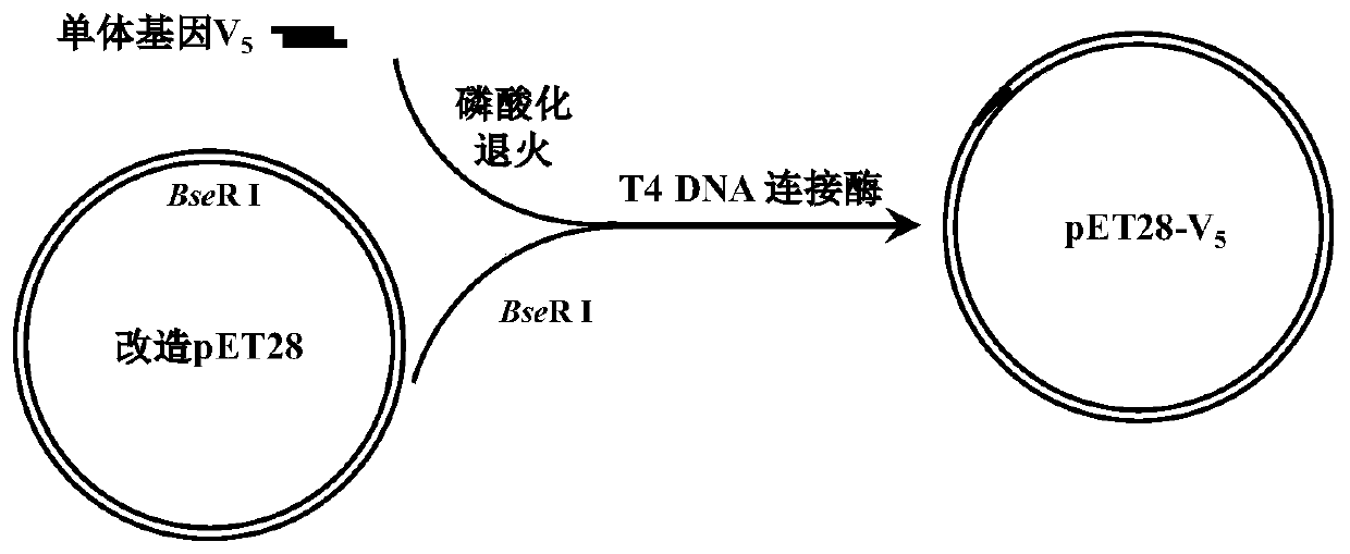 Temperature-sensitive polypeptide and coding gene thereof and preparation method and application thereof