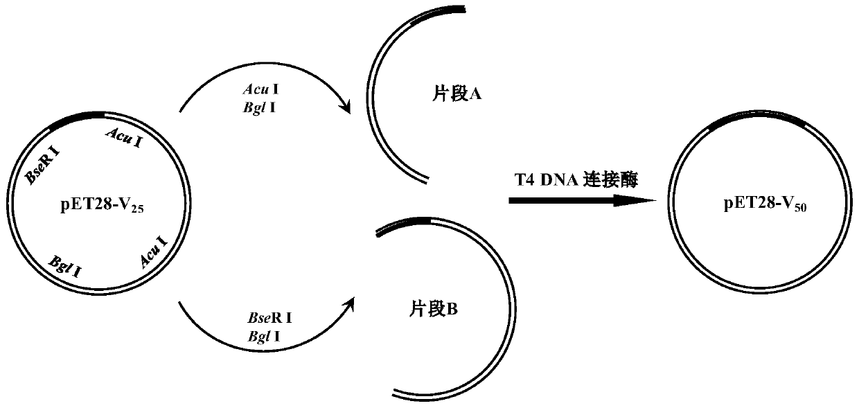 Temperature-sensitive polypeptide and coding gene thereof and preparation method and application thereof