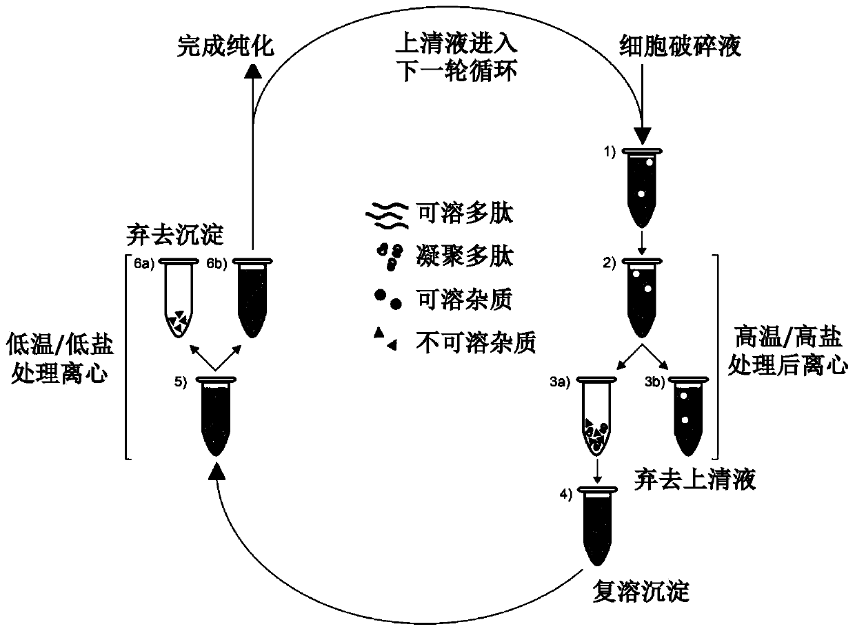 Temperature-sensitive polypeptide and coding gene thereof and preparation method and application thereof